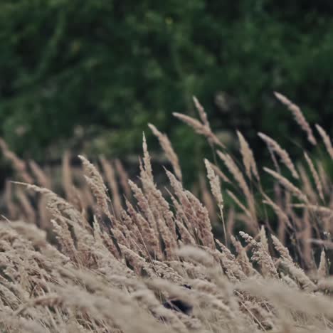 mysterious hooded figure with grotesque mask in a grassy field