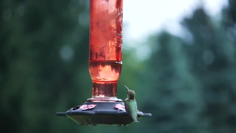 close view of small hummingbird sitting on hanging feeder, shallow dof