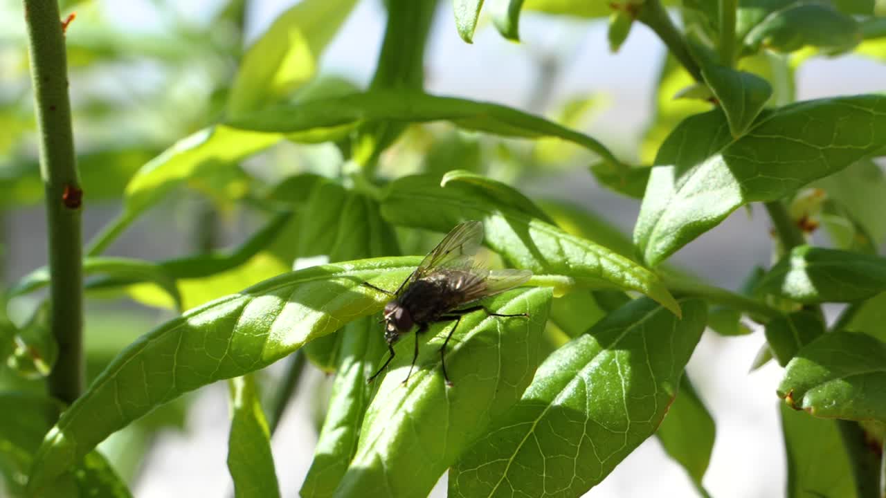 파리가 녹색 나뭇잎 위를 걷고 슬로우 모션으로 날아갑니다