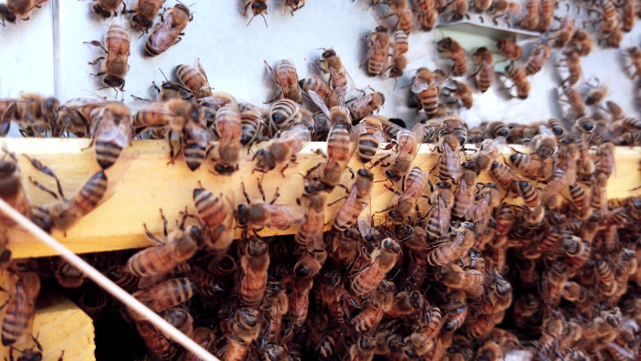 detalle de cerca de las abejas melíferas que entran y salen de la caja de la colmena, de mano