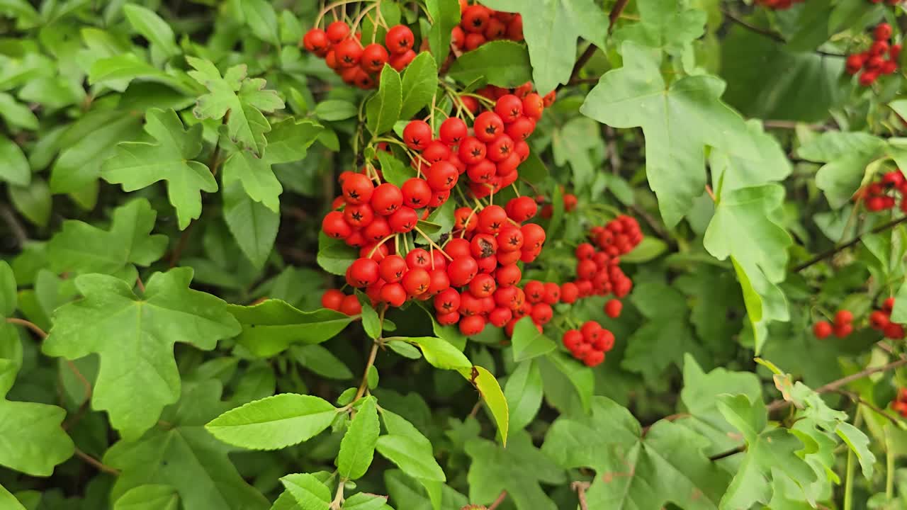 Bacche rosse mature sul cespuglio di piracanta tra foglie verdi.