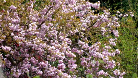 plano amplio de un cerezo en flor