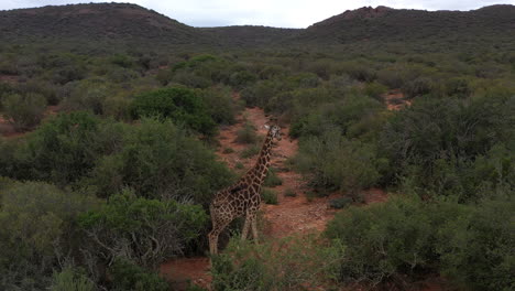 giraffe in south africa aerial shot