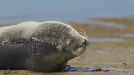 Lustige-Ausdrucksstarke-Extreme-Nahaufnahme-Eines-Jungen-Seehundes-Am-Sandstrand