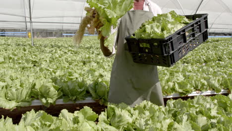 holding fresh lettuce, farmer working in hydroponic farm greenhouse, smiling happily