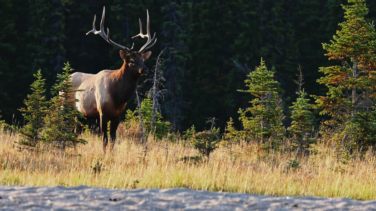 alce macho con grandes astas de pie en un soleado bosque abierto en canadá
