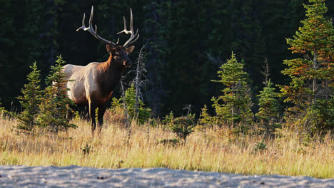 Alce-Macho-Con-Grandes-Astas-De-Pie-En-Un-Soleado-Bosque-Abierto-En-Canadá