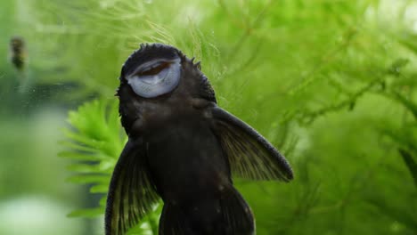 Slowmotion-following-tight-static-shot-of-an-algae-eater