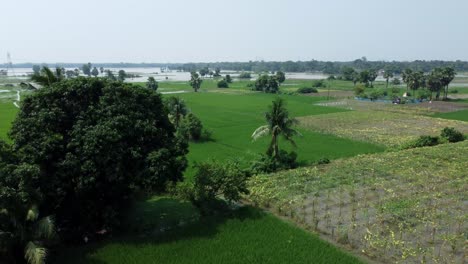 aerial view shot of west bengal village and paddy field