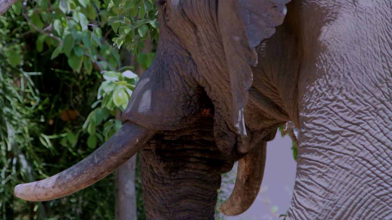 Adult male African elephant feeding on trees in between the bush homes of a lodge in South Africa. He's in heat.