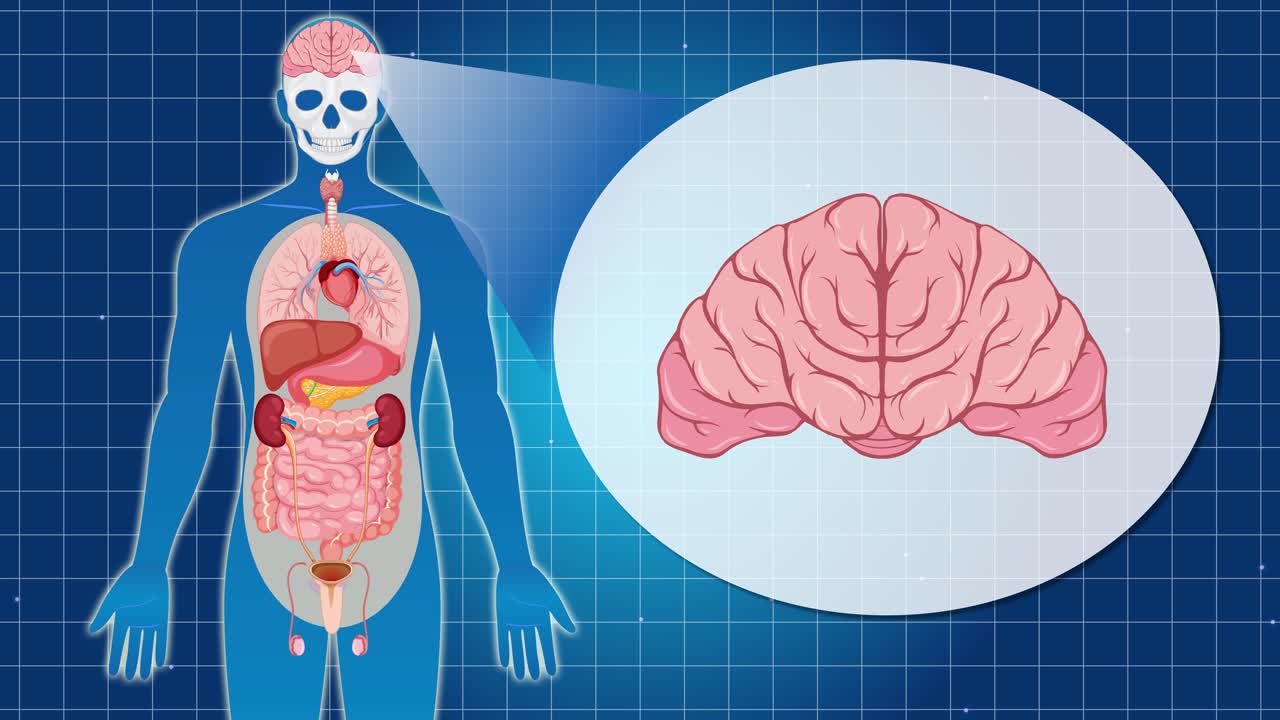 Animation highlighting human anatomy with emphasis on the brain, featuring detailed organ visuals and smooth transitions