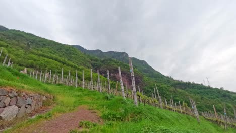 Neat vineyard poles and young vine shoots on a steep Mendola foothill as clouds glide overhead in accelerated time, contrasting still agricultural patterns with moving sky, time lapse