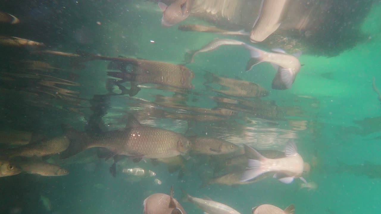 Freshwater fish in a flowing river, camera submerged underwater