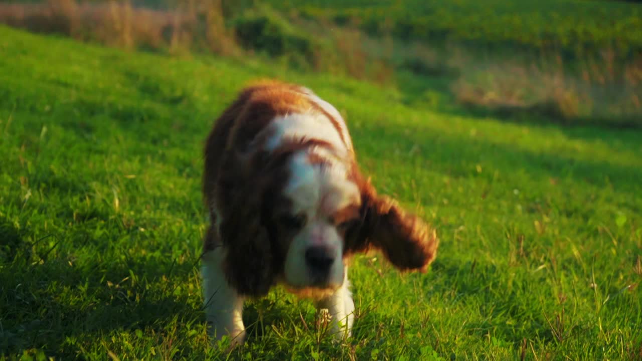 Stunning HD footage of a joyful dog Cavalier King Charles Spaniel happily walking through the grass, wagging its tail and observing the surroundings