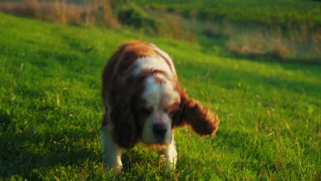 Stunning-HD-footage-of-a-joyful-dog-Cavalier-King-Charles-Spaniel-happily-walking-through-the-grass,-wagging-its-tail-and-observing-the-surroundings