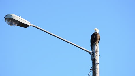 Ein-Einsamer-Weißkopfseeadler-Sitzt-Auf-Einer-Straßenlaterne-In-Der-Stadt-Kodiak-Island,-Alaska