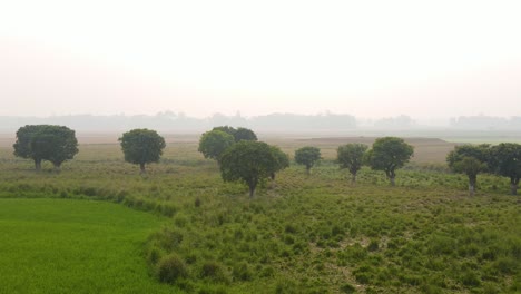 Antena-De-Un-Pasto-Pantanoso-En-La-Mañana-Brumosa-En-La-Zona-Rural-De-Bangladesh