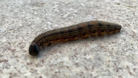 millipede close-up moving insect