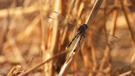 dragonfly eating food - relaxing