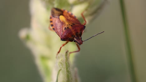 Red-orange-colored-Bug-resting-on-plant-in-nature-during-sunny-day,-close-up-macro