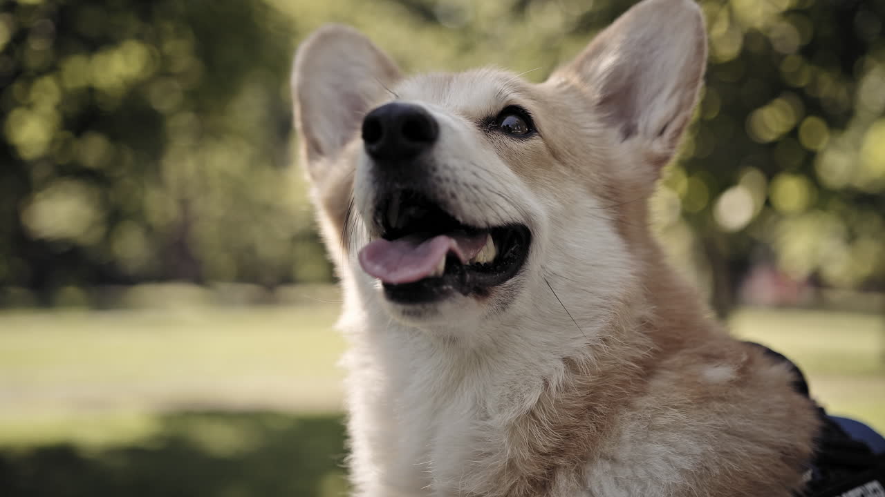 perro corgi en el parque en un día soleado