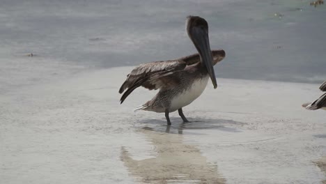 Pelicans-04