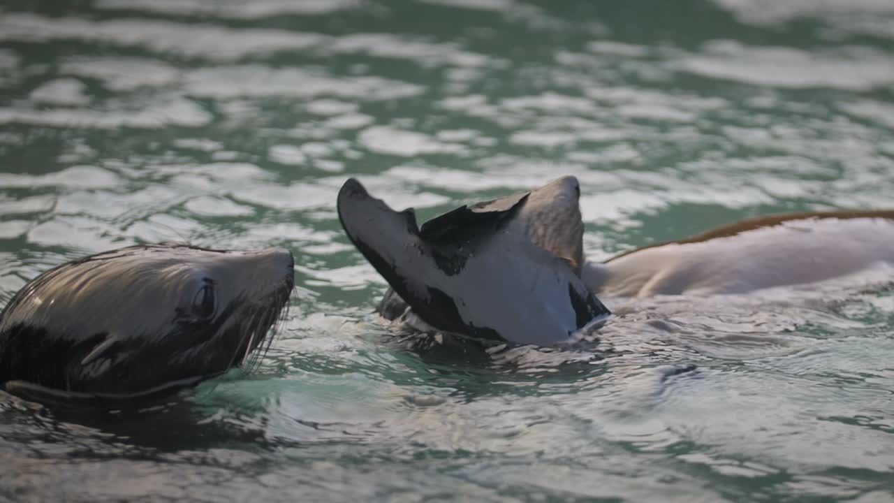 다른 아기 바다표범 옆에서 수면에서 헤엄치는 아기 물개, 오리발로 얼굴을 문지름