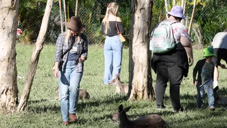 people engaging with kangaroos at australia zoo