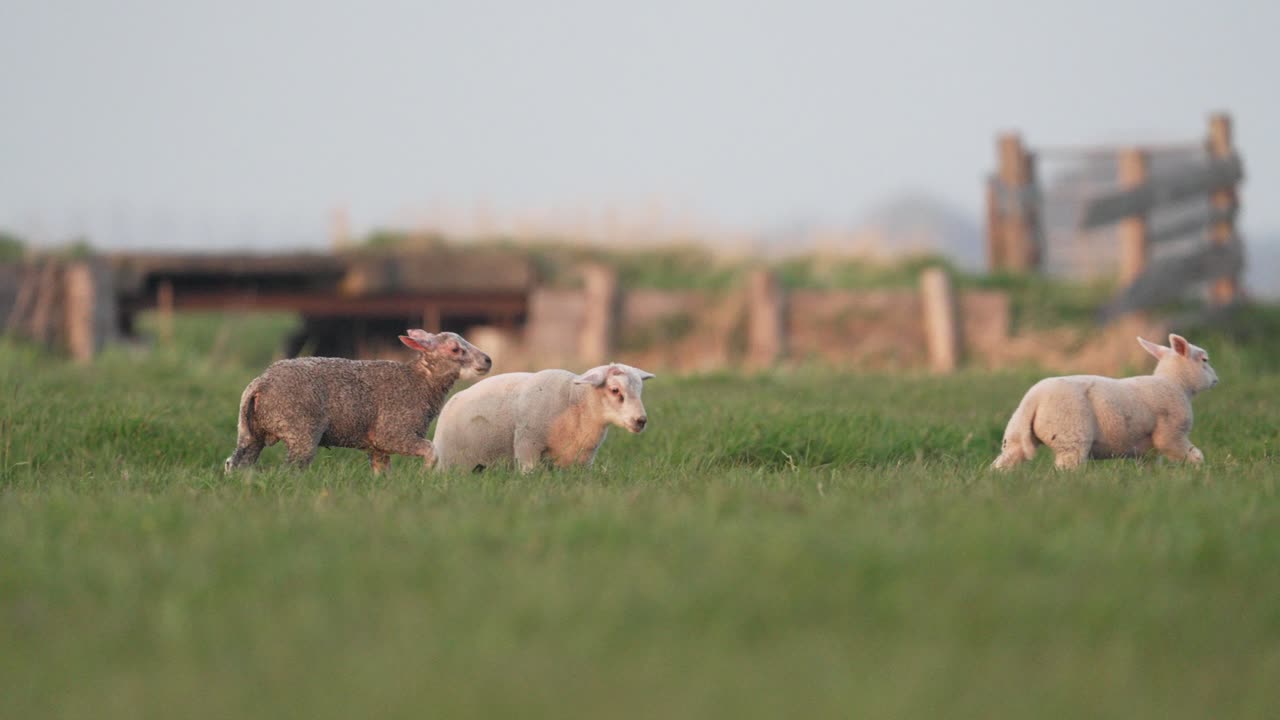 달리고 뛰어다니는 귀여운 양들의 중간  ⁇