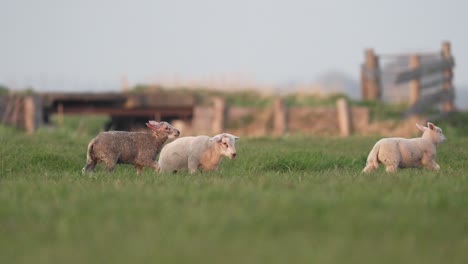 medium shot of cute lambs running and jumping