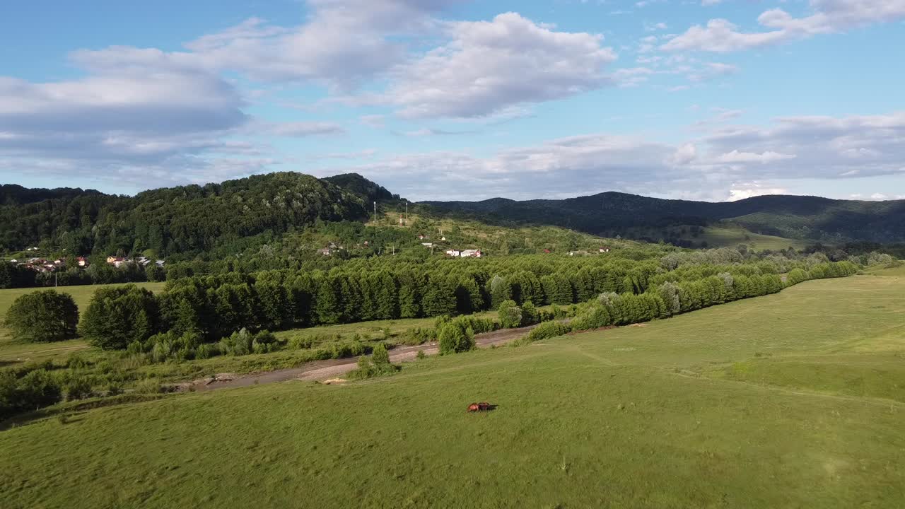 Video aereo con drone, in volo sopra una mandria di cavalli