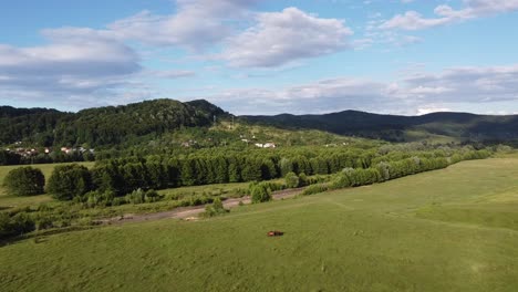 aerial drone video, flying over a herd of horses