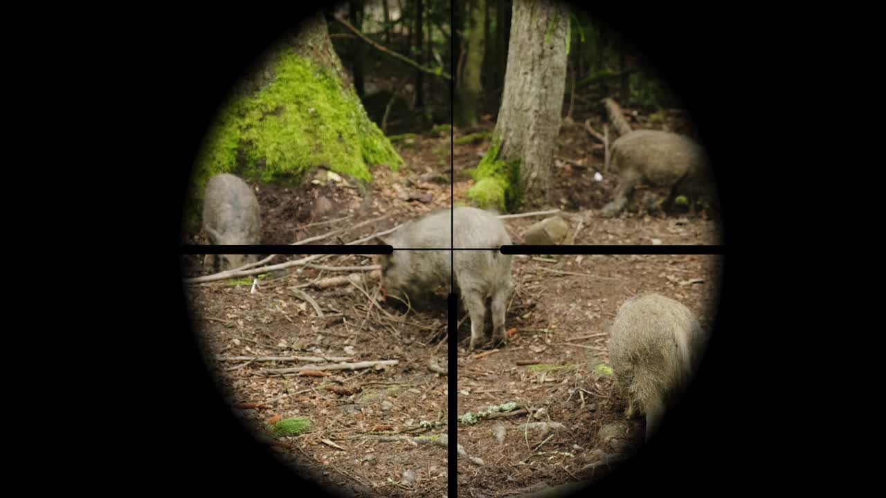 Hunter takes aim at a wild pig in the forest, view through a telescopic sight
