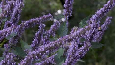 orange monarch butterflies flutter in slow motion on purple butterfly bush flowers in green summer garden