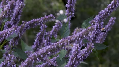 mariposas monarca naranjas revolotean en cámara lenta sobre flores de arbusto de mariposa púrpura en el jardín de verano verde