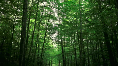 walking on path under tall trees in green forest, low angle