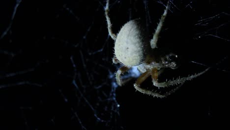 araña tejedora de orbe comiendo cerca de macro noche sobre cabeza disparada