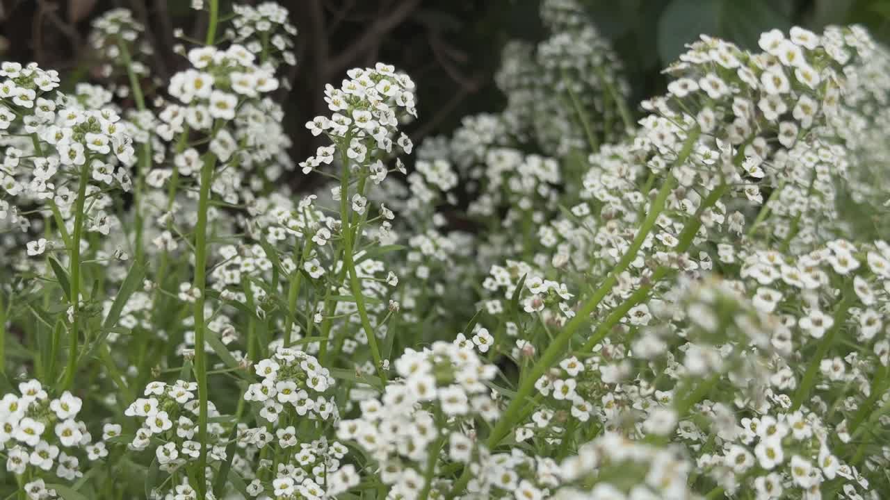 White Sweet Alice Alyssum Flowers Lobularia Maritima also commonly referred to as just alyssum