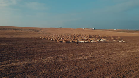 Pastor-En-Un-Amanecer-Anaranjado-Con-Sus-Ovejas,-En-Una-Zona-Desértica-Seca-Sin-Pasto-#2-Paralaje-Aéreo-A-La-Izquierda