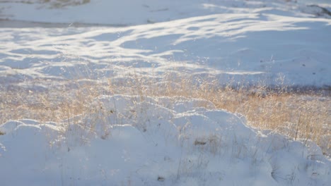 a close-up shot of the withered grass backlit by the low sun in the snowy northern landscape