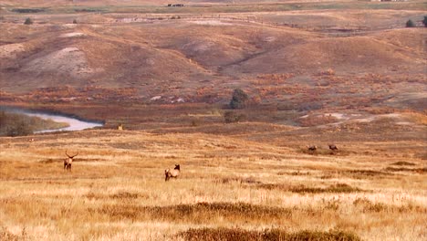 Alces-Pastando-En-Una-Colina-En-La-Cordillera-Nacional-De-Bisontes-Montana-B-Roll