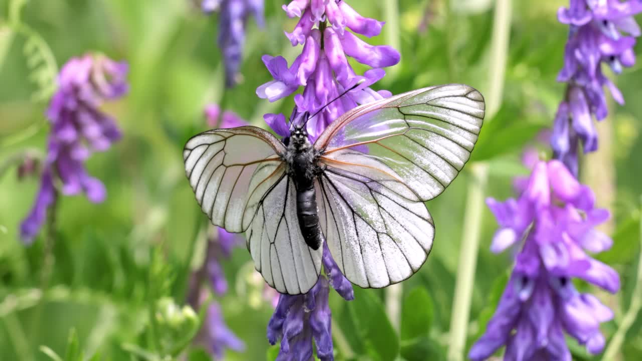 Mating of butterflies. Butterfly Aporia crataegi, the black-veined white, is a large butterfly of the family Pieridae.