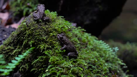 frogs sitting on moss-covered rock - closeup shot