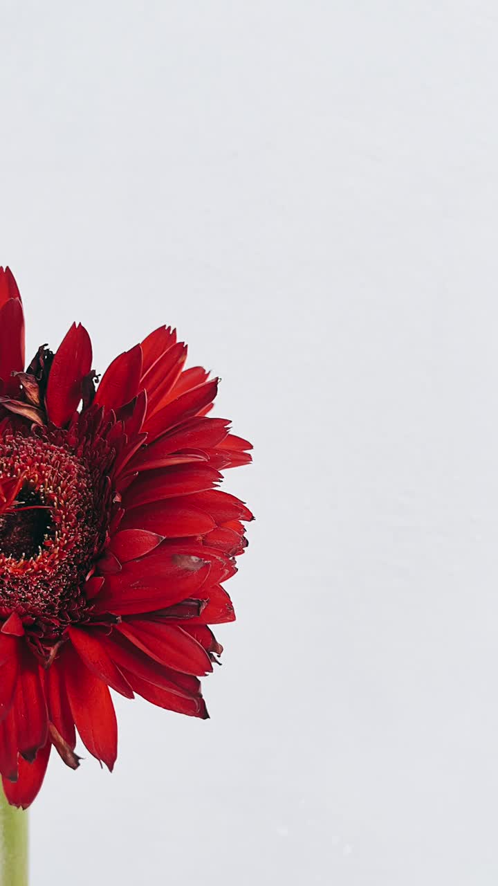 Close-up of a Red Gerbera Flower