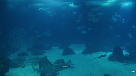 Underwater-Sea-Coral-Reef,-Tropical-Fish-Water-Aquarium-Nature,-Hawaii-Travel