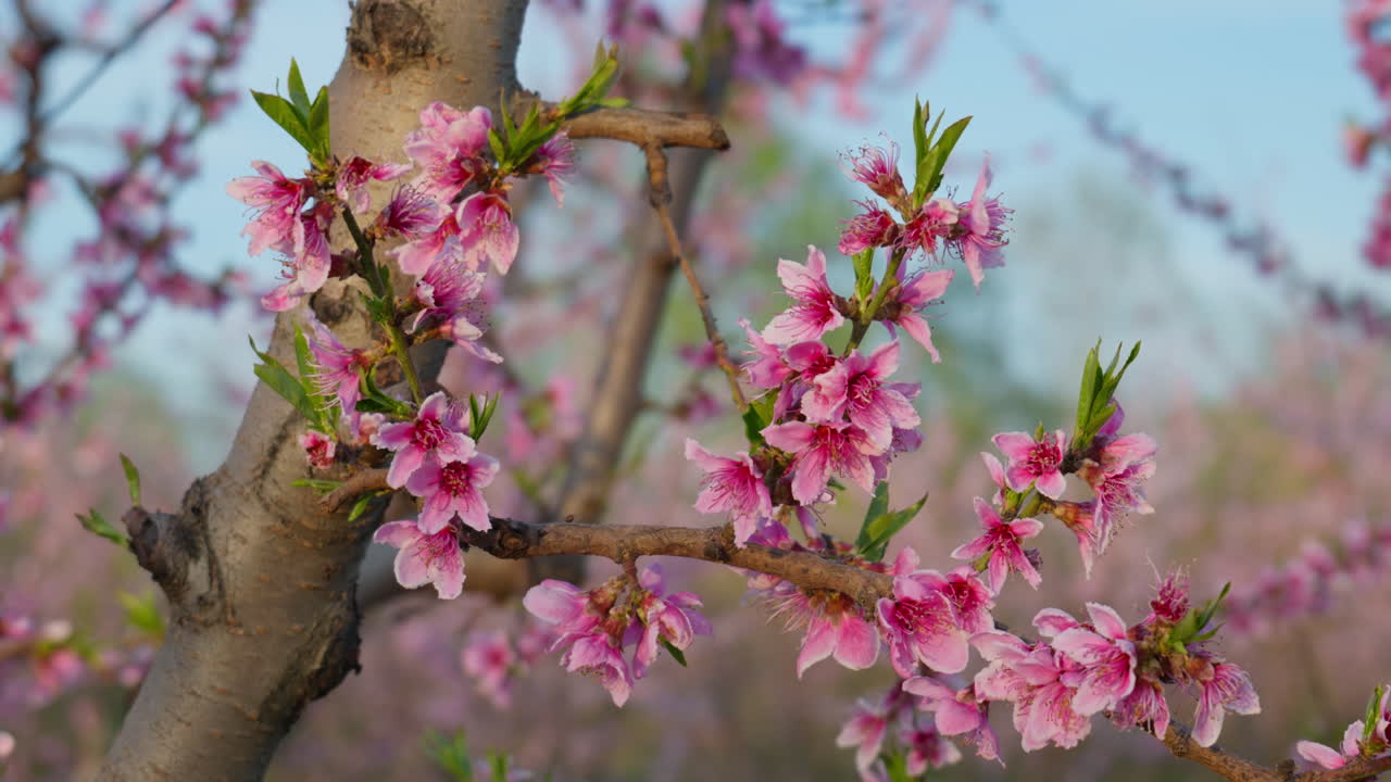 Spring Breeze Moves Through Pink Blossoms Under Sunshine