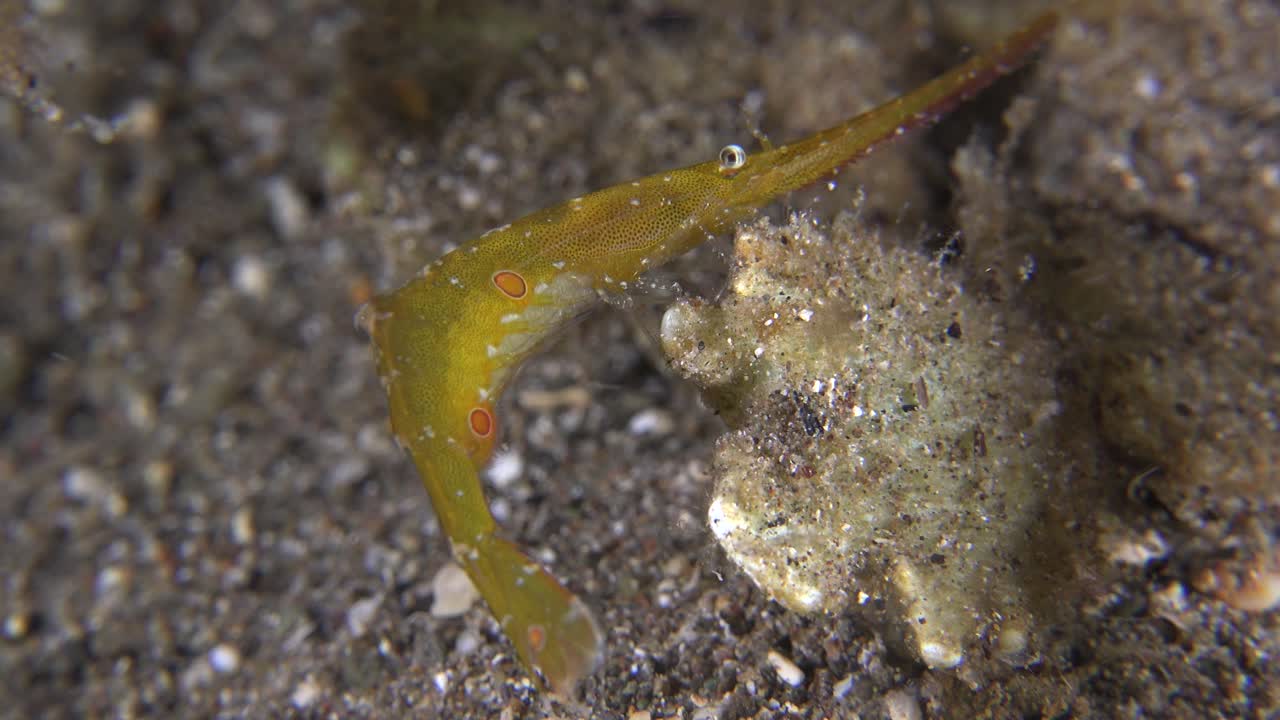 밤에 알을 가진 occelated 톱날 새우의 닫습니다