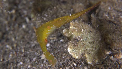 Close-up-of-occelated-saw-blade-shrimp-with-eggs-at-night