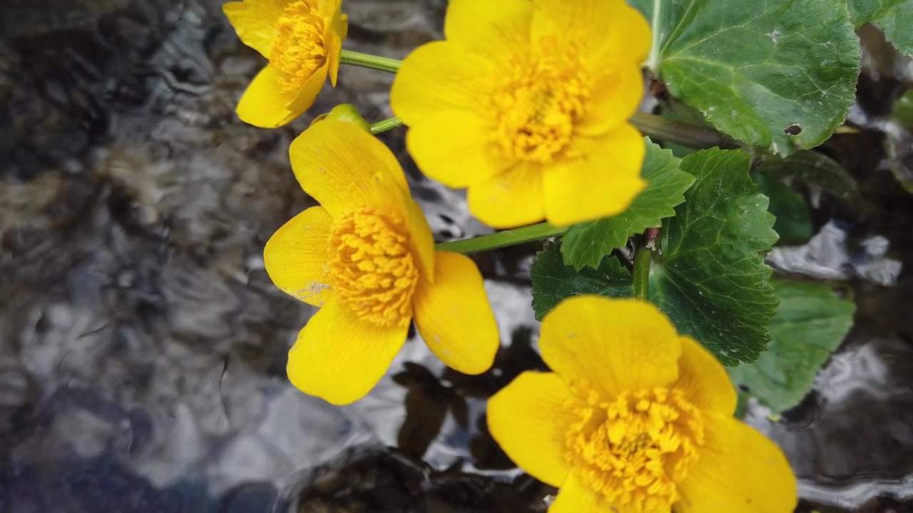 Flores de ranúnculo en el arroyo del bosque