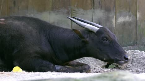 lowland anoa chewing while lying on the ground